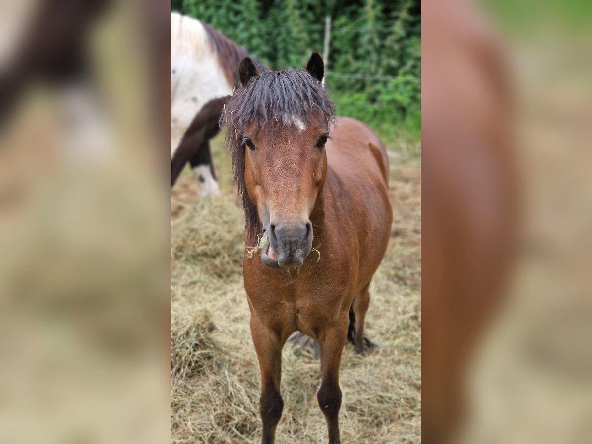 Hackney Croisé Hongre 7 Ans 110 cm Bai in Düsseldorf