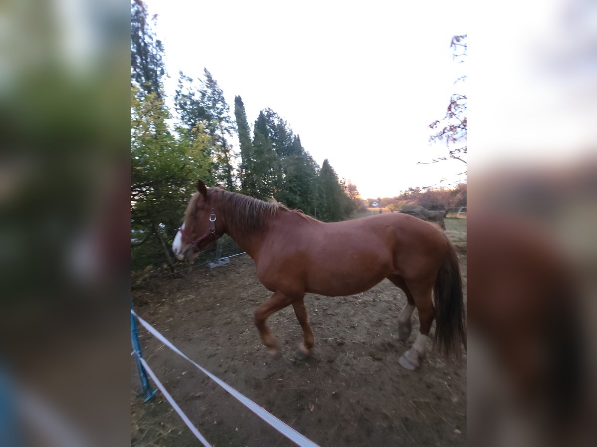 Hackney Mix Mare 12 years 16 hh Red Dun in P&#xE1;ty
