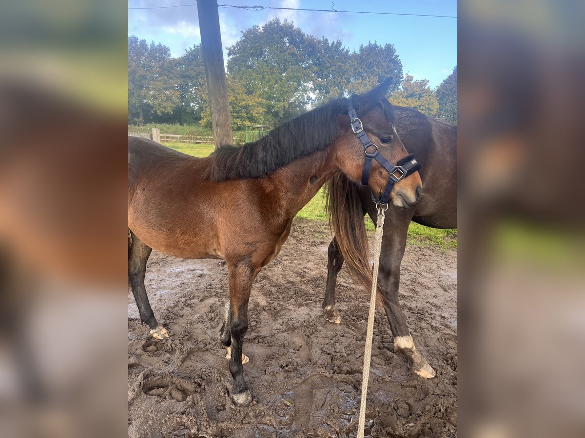 Hackney-ponny Hingst 1 år 135 cm Brun in Haren