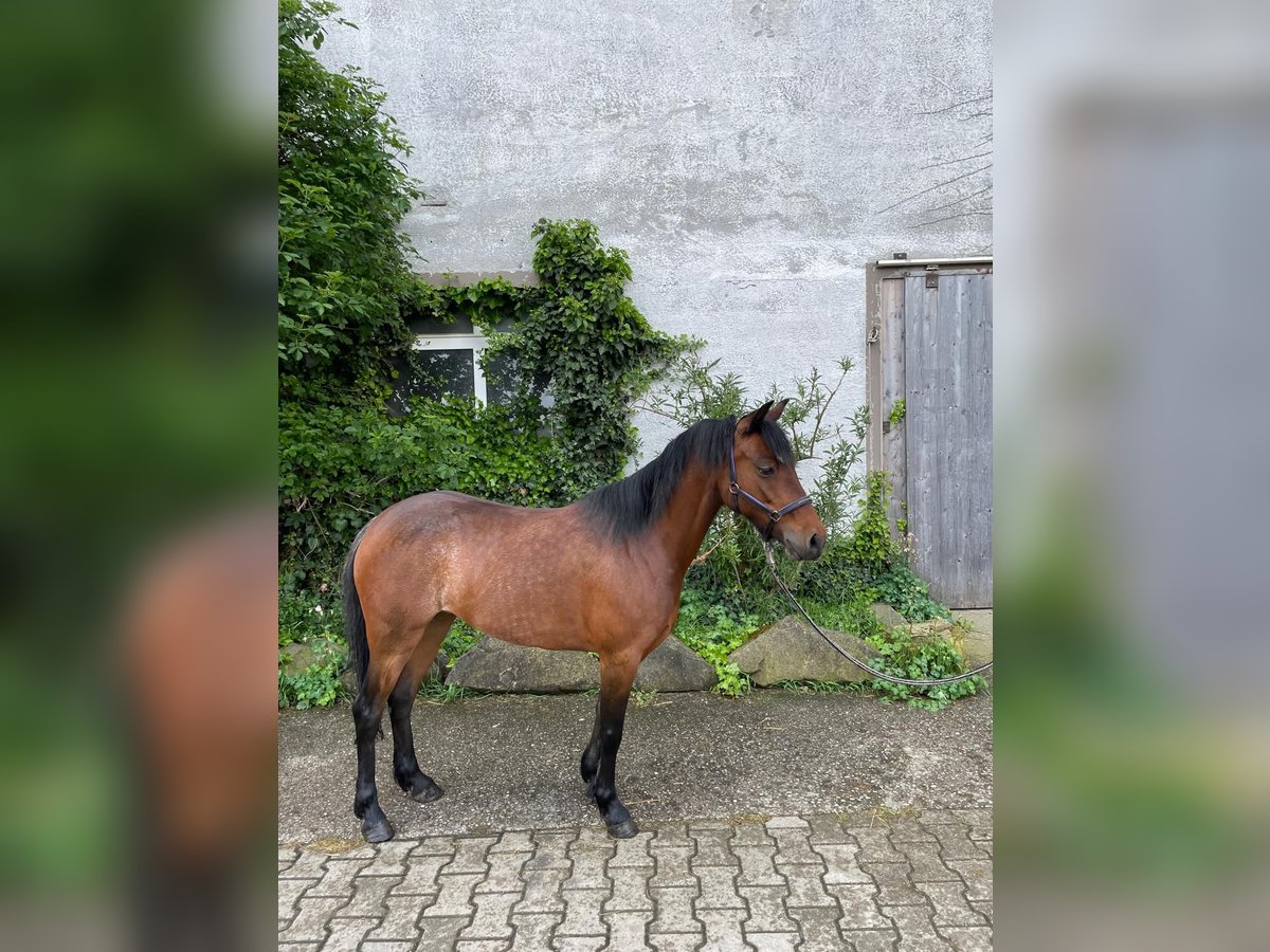 Hackney-ponny Sto 6 år 126 cm Brun in Moosdorf