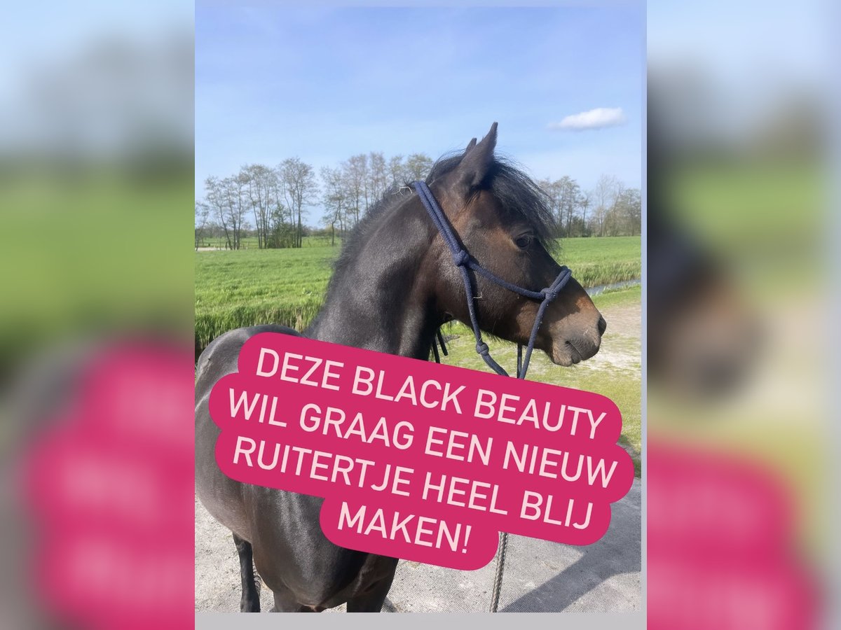 Hackney-ponny Valack 6 år 126 cm Mörkbrun in Drachten