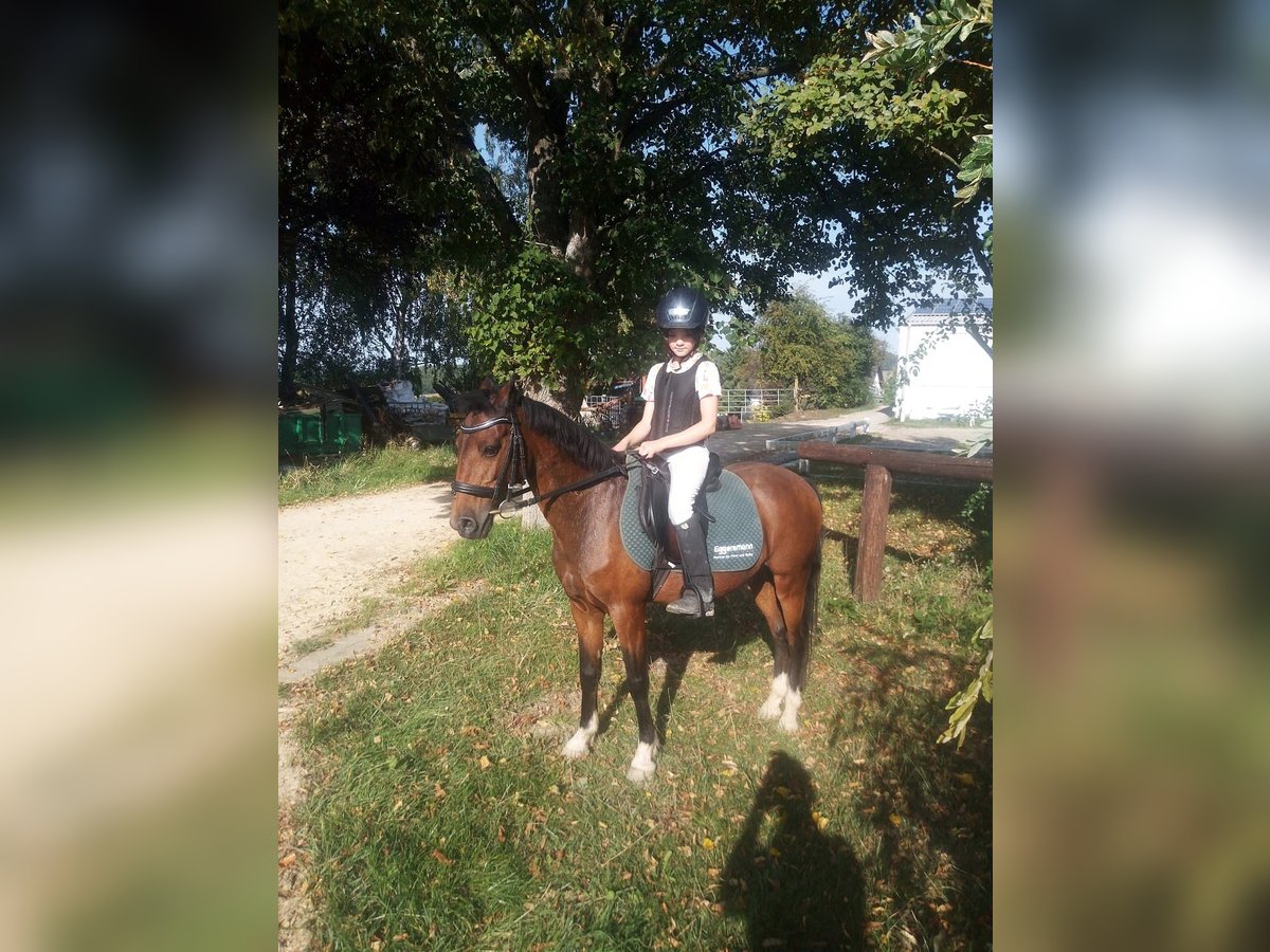 Hackney Pony Gelding 18 years 13,1 hh Brown in Katzenelnbogen