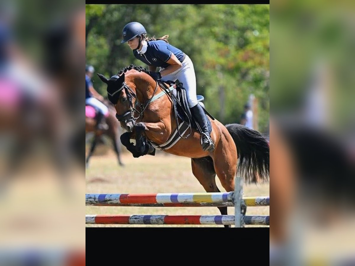 Hackney Pony Gelding 6 years 14 hh Brown in Senovo