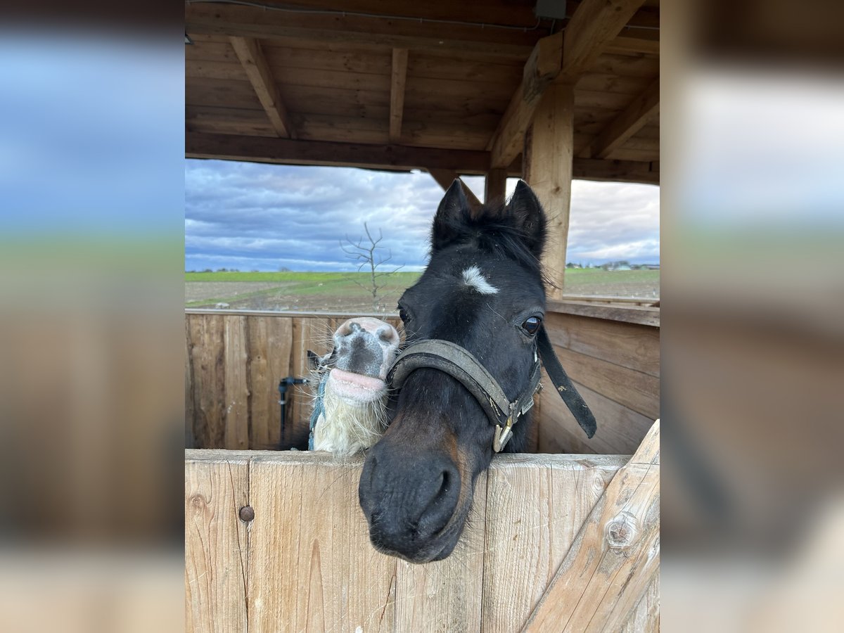 Hackney Pony Mare 19 years 13,1 hh in &#xD6;hringen