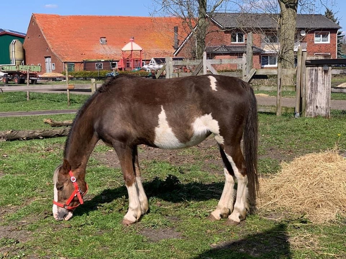 Hackney Pony Stute 11 Jahre 135 cm Tobiano-alle-Farben in Rhede