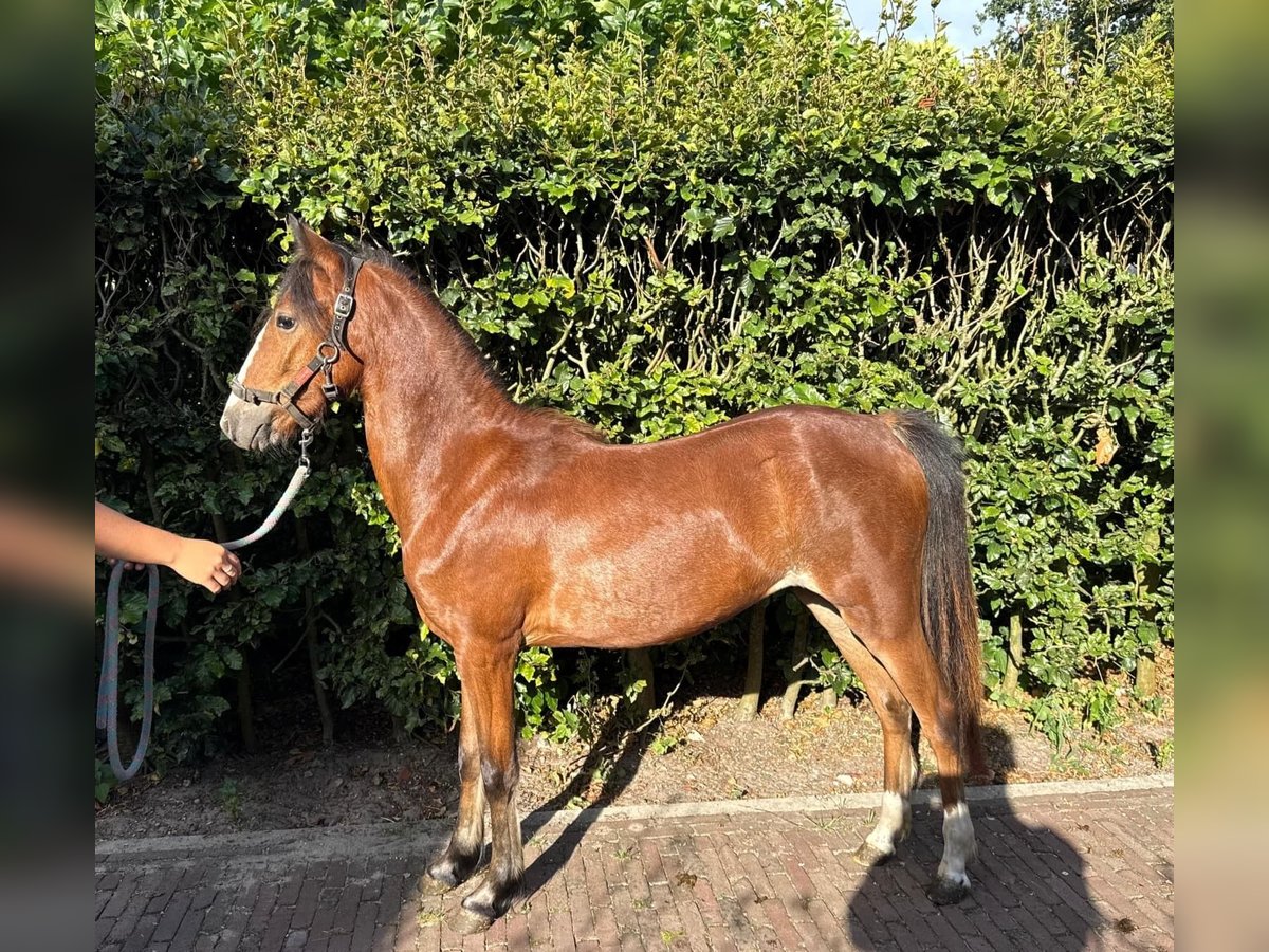 Hackney Pony Stute 1 Jahr 122 cm Brauner in Ambt Delden