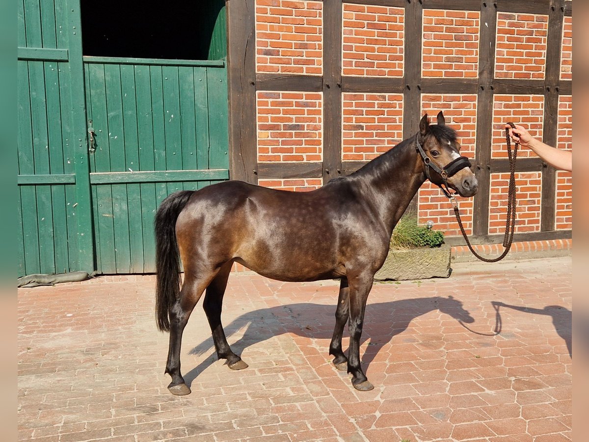 Hackney Pony Stute 20 Jahre 130 cm Brauner in Bramsche