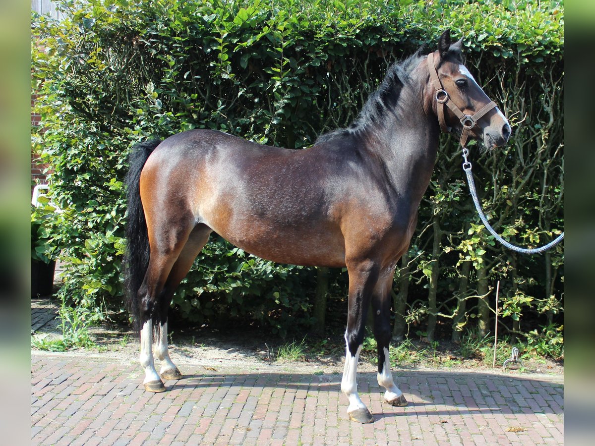 Hackney Pony Stute 6 Jahre 124 cm Dunkelbrauner in Ambt Delden