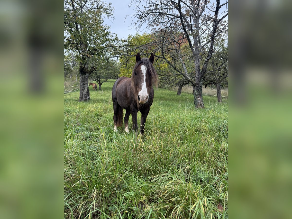 Hackney Pony Wallach 8 Jahre 120 cm Dunkelfuchs in Erlabrunn