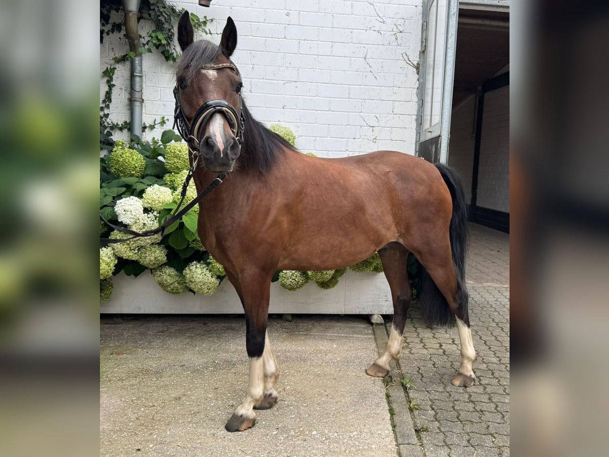 Hackney Pony Wallach 8 Jahre 140 cm Brauner in Neumarkt in der Oberpfalz