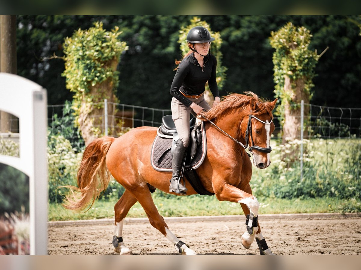 Hackney Wallach 9 Jahre 152 cm Fuchs in Esens