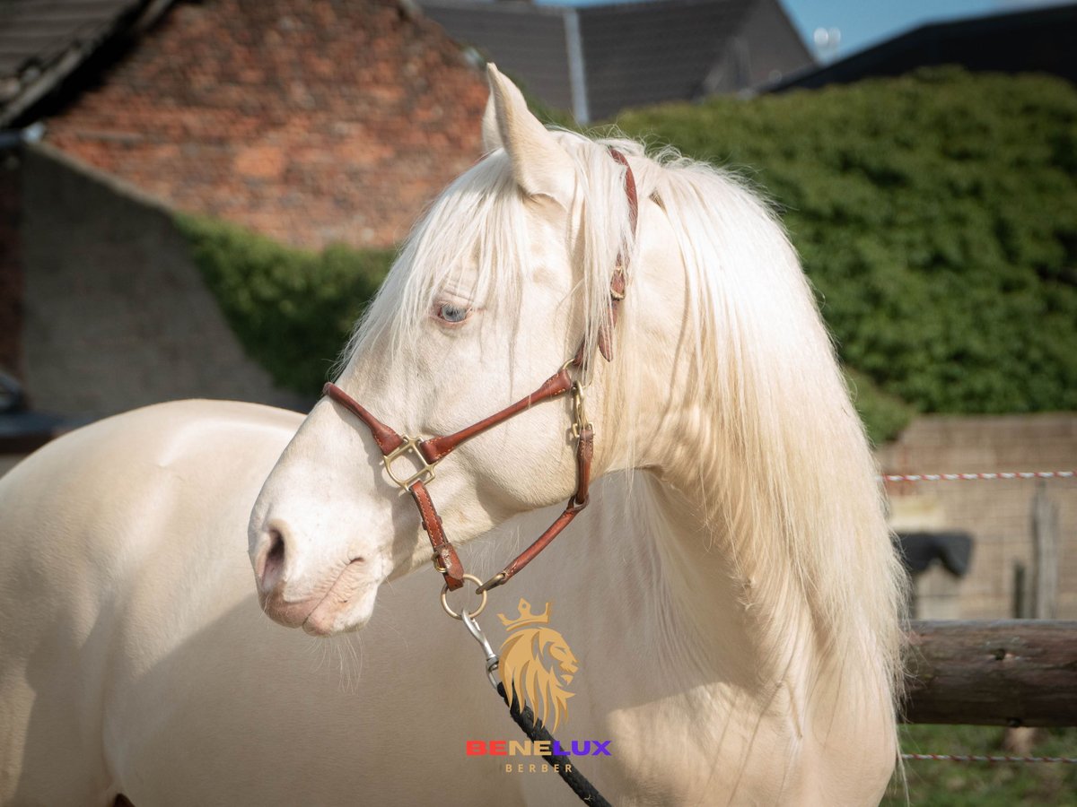 HADJ ELMELLAL AL MANSOUR Berber Stallion Cremello in Langerwehe