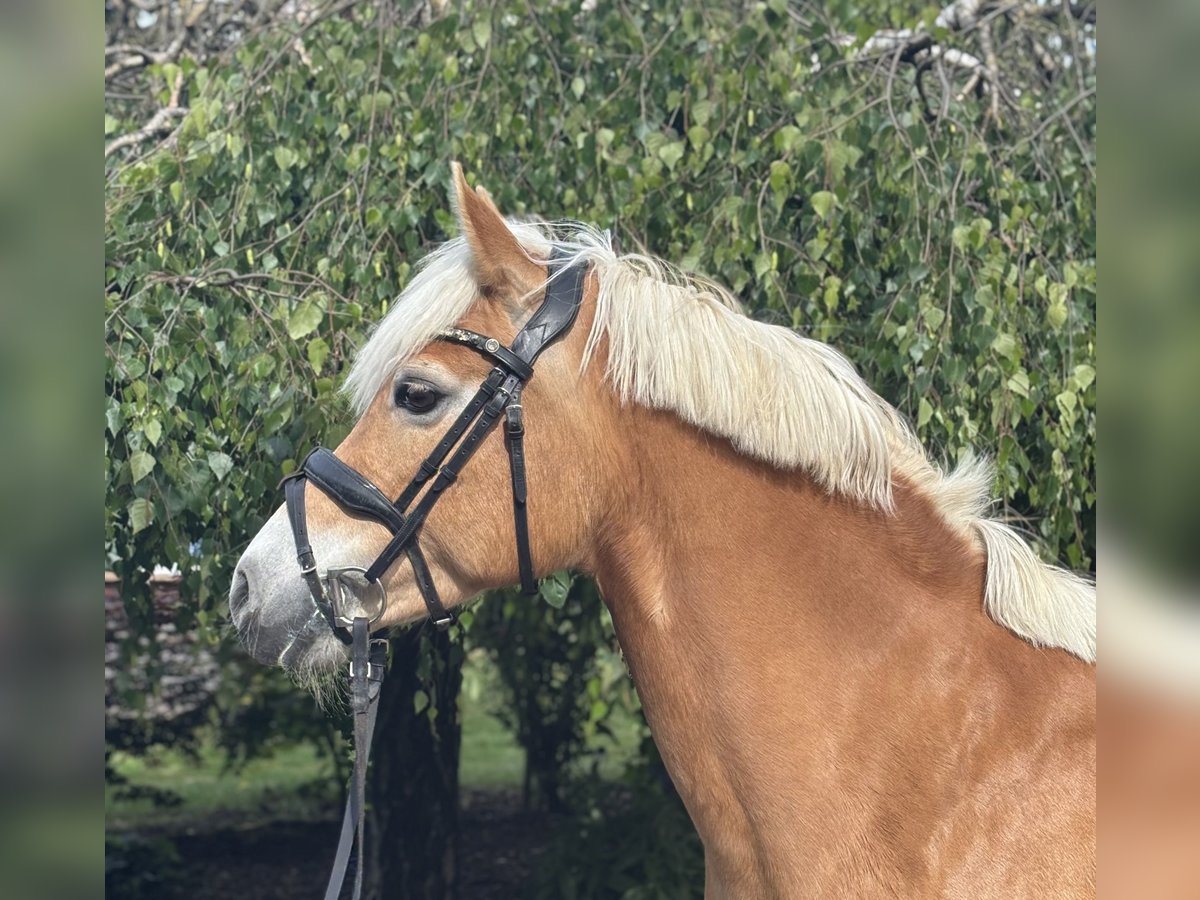 Hafliger Klacz 10 lat 148 cm Kasztanowata in Iggingen