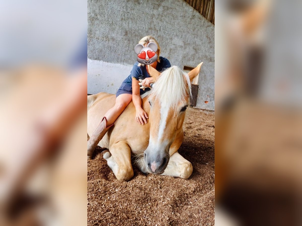 Hafliger Klacz 10 lat 150 cm Kasztanowata in Mamming