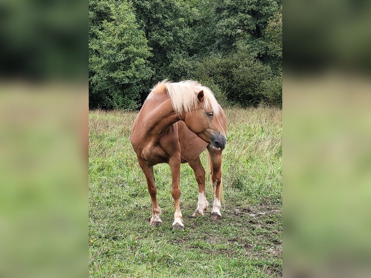 Hafliger Klacz 12 lat 138 cm Kasztanowata in Großalmerode