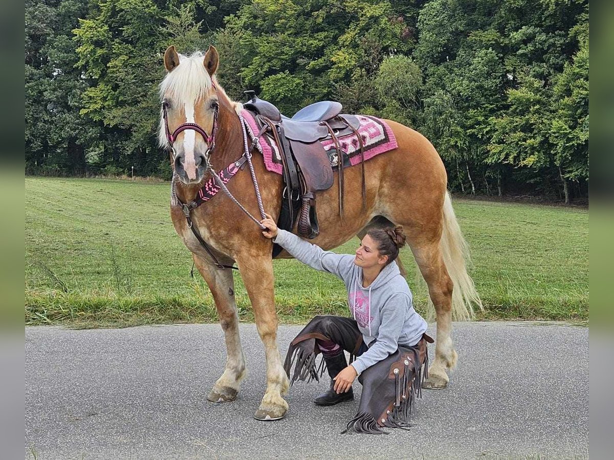 Hafliger Klacz 13 lat 155 cm Kasztanowata in Linkenbach