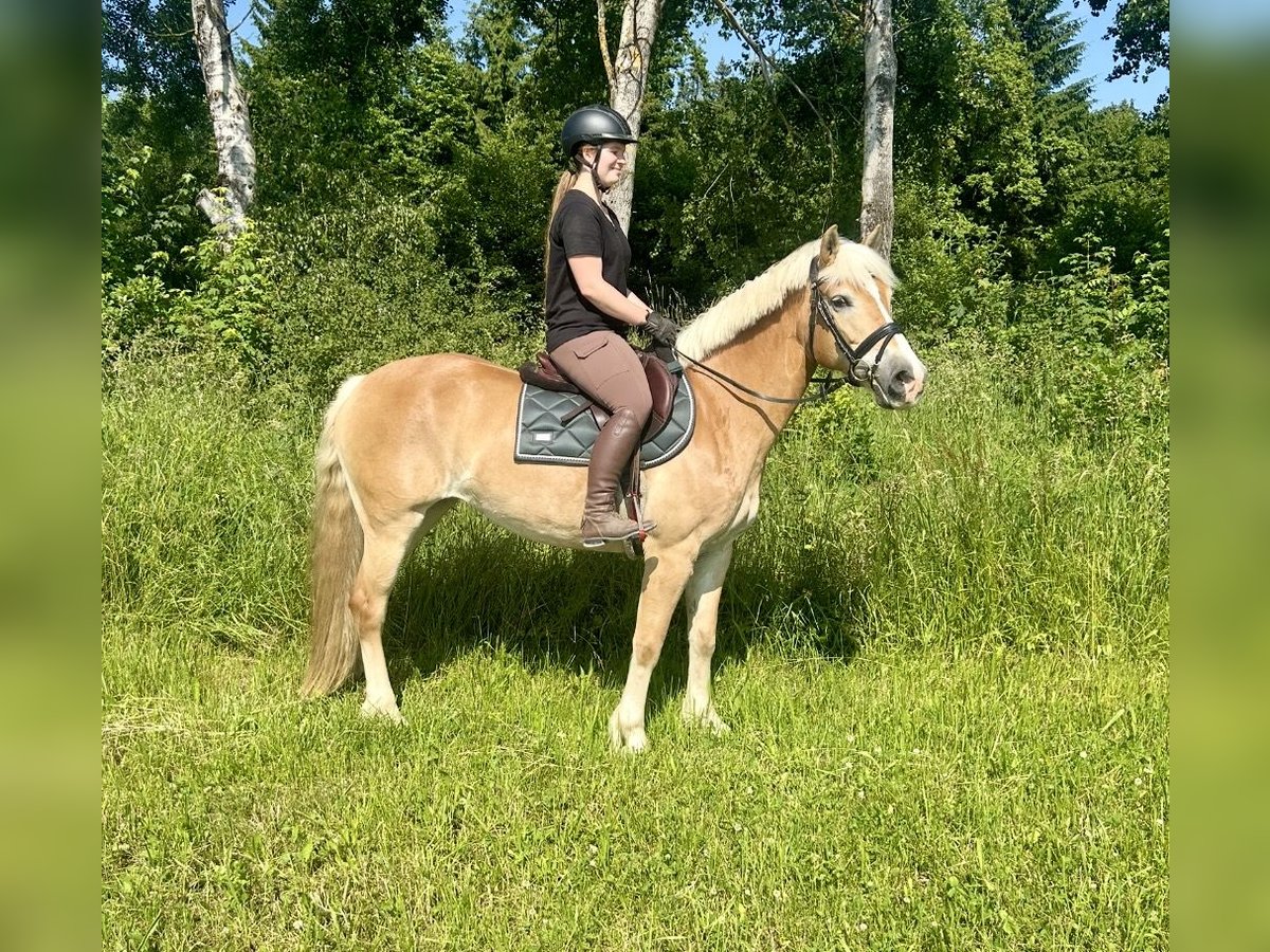 Hafliger Klacz 13 lat 158 cm Kasztanowata in Pelmberg