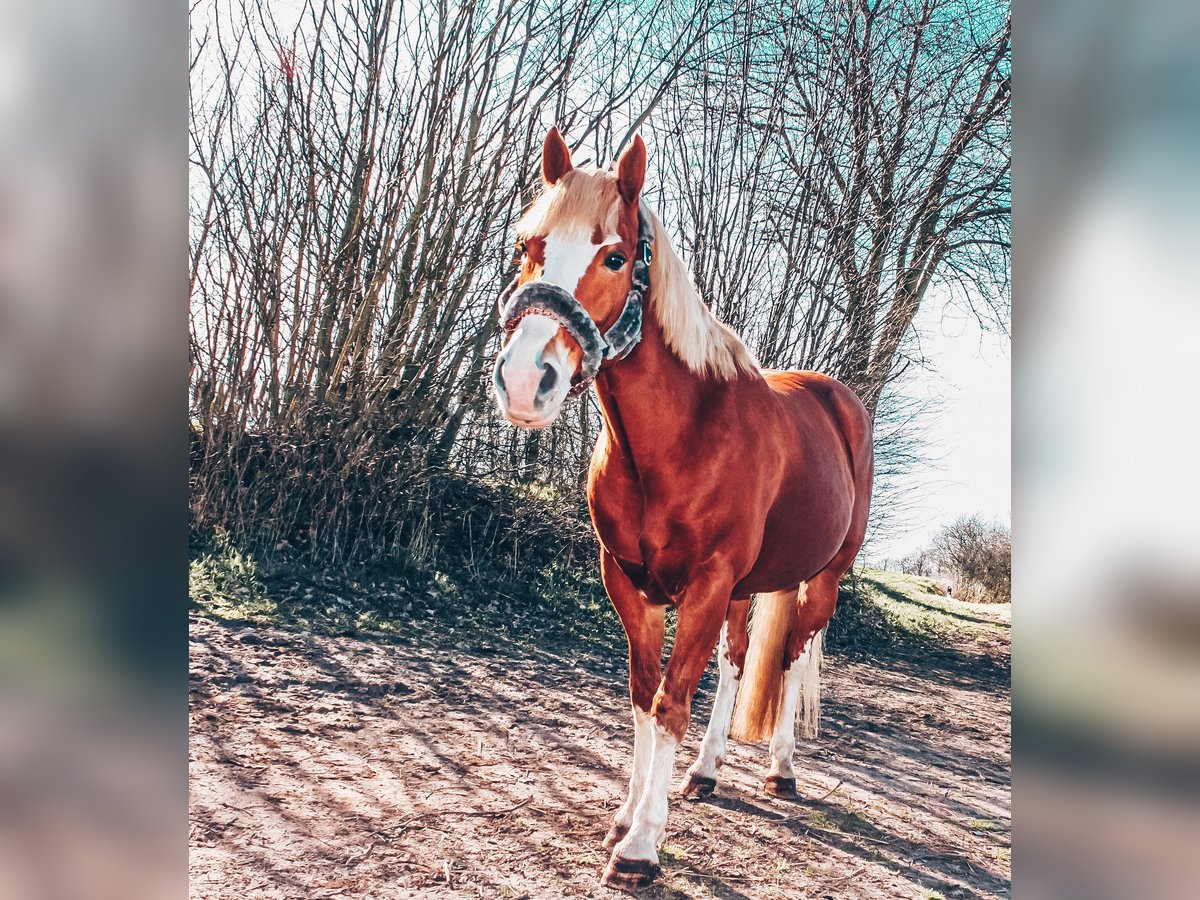 Hafliger Mix Klacz 14 lat 148 cm Kasztanowata in Schönberg