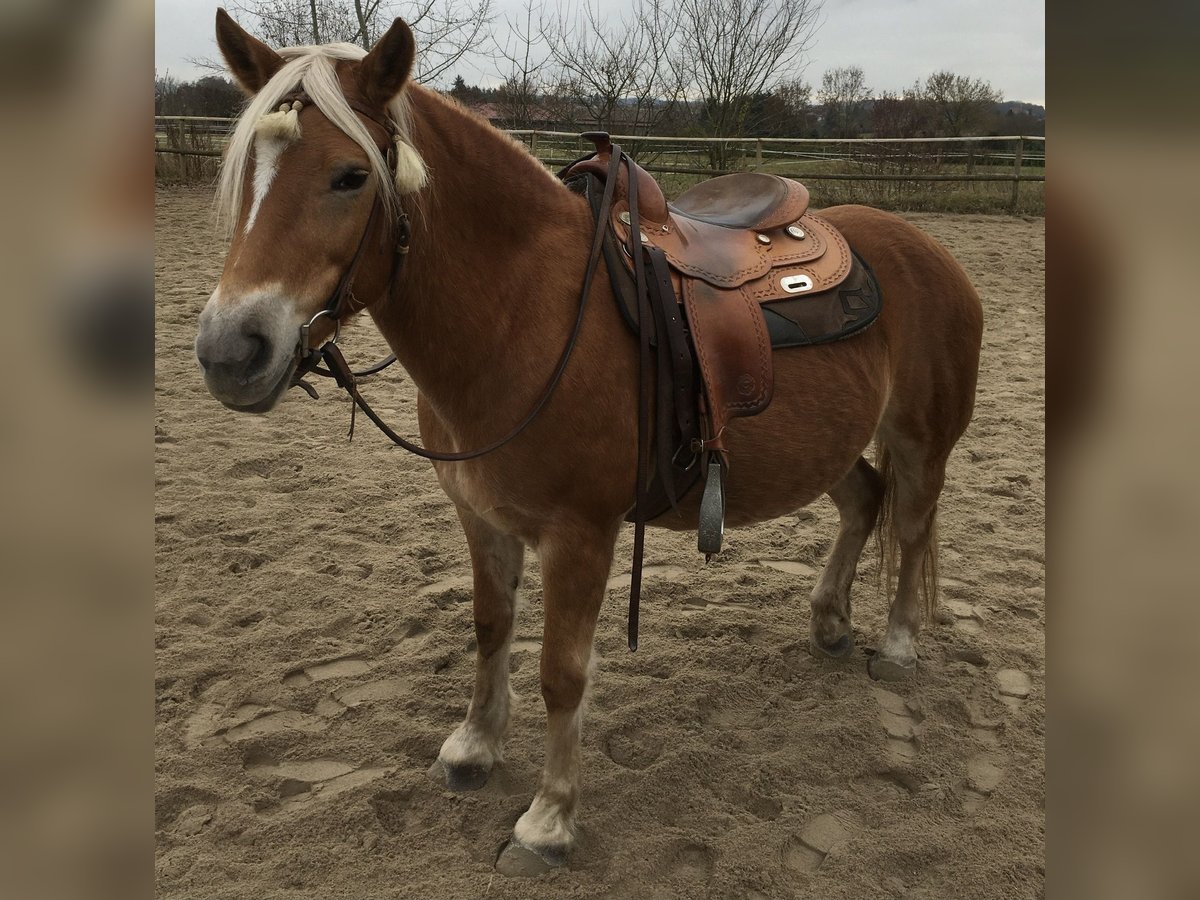 Hafliger Klacz 17 lat 139 cm Kasztanowata in Gäufelden