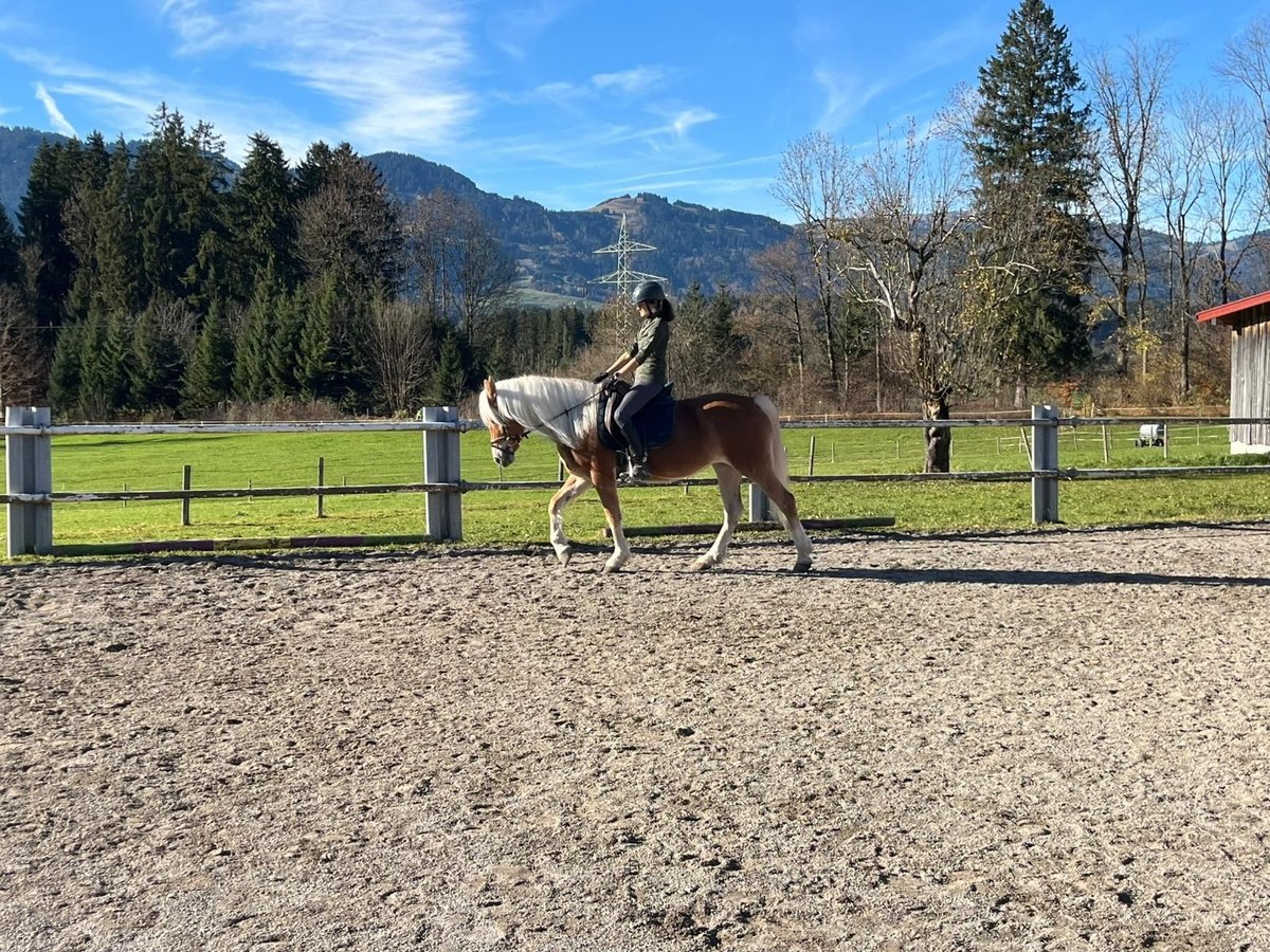 Hafliger Klacz 19 lat 148 cm Kasztanowata in Fischen