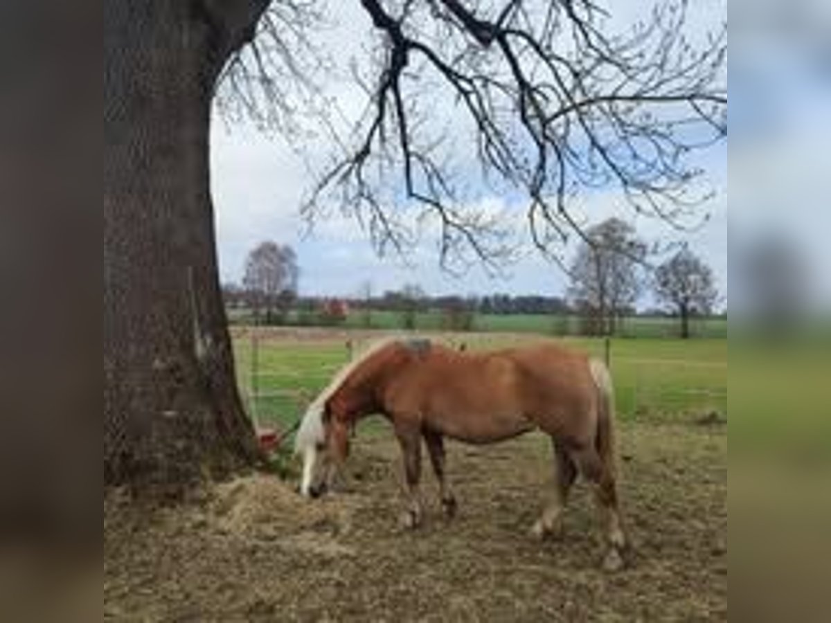 Hafliger Mix Klacz 20 lat 140 cm Bułana in Bergen