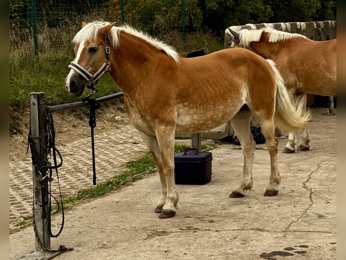 Hafliger Klacz 21 lat 140 cm Izabelowata in Saxony