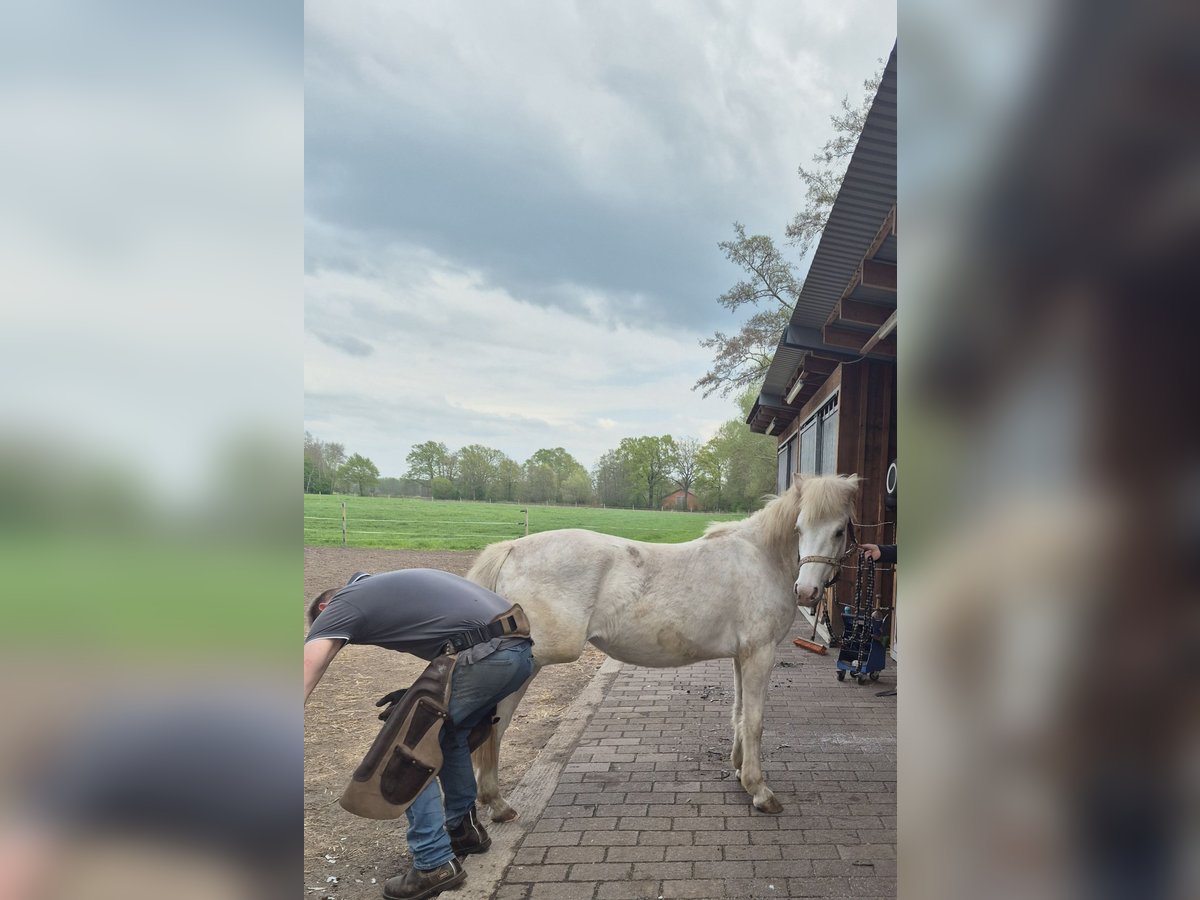 Hafliger Mix Klacz 2 lat 132 cm Bułana in Rheda-Wiedenbr&#xFC;ck