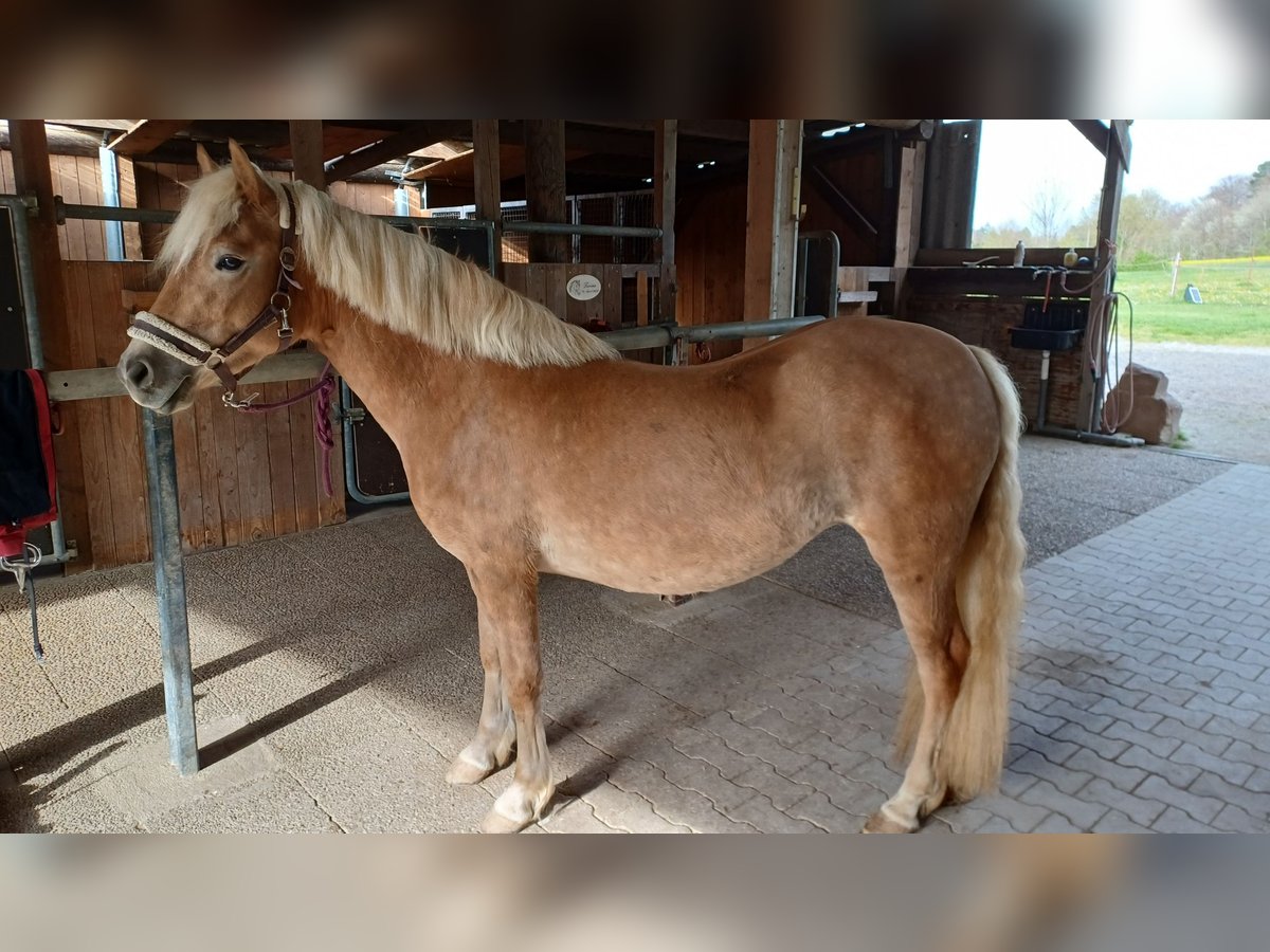 Hafliger Klacz 3 lat 138 cm Kasztanowata in Bretten