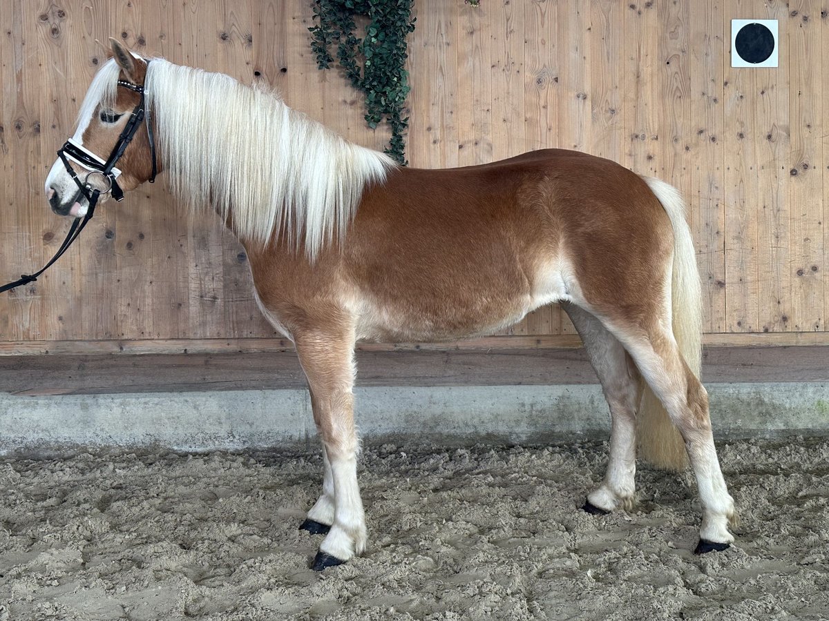 Hafliger Klacz 3 lat 145 cm Kasztanowata in Riedlingen