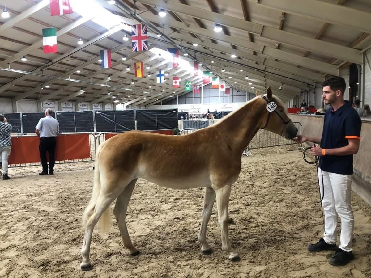 Hafliger Klacz 3 lat 147 cm Kasztanowata in Schijndel