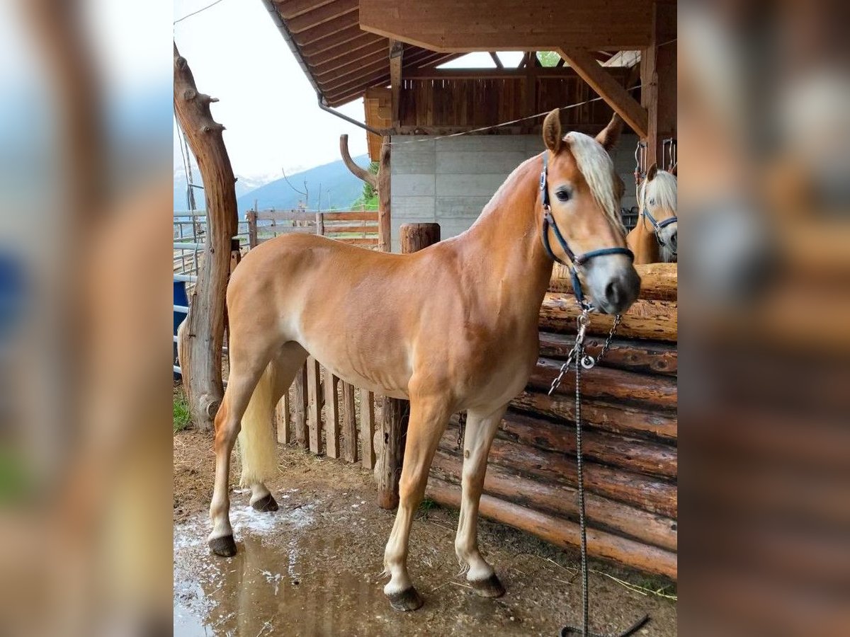 Hafliger Klacz 3 lat 147 cm Kasztanowata in Bozen/Südtirol