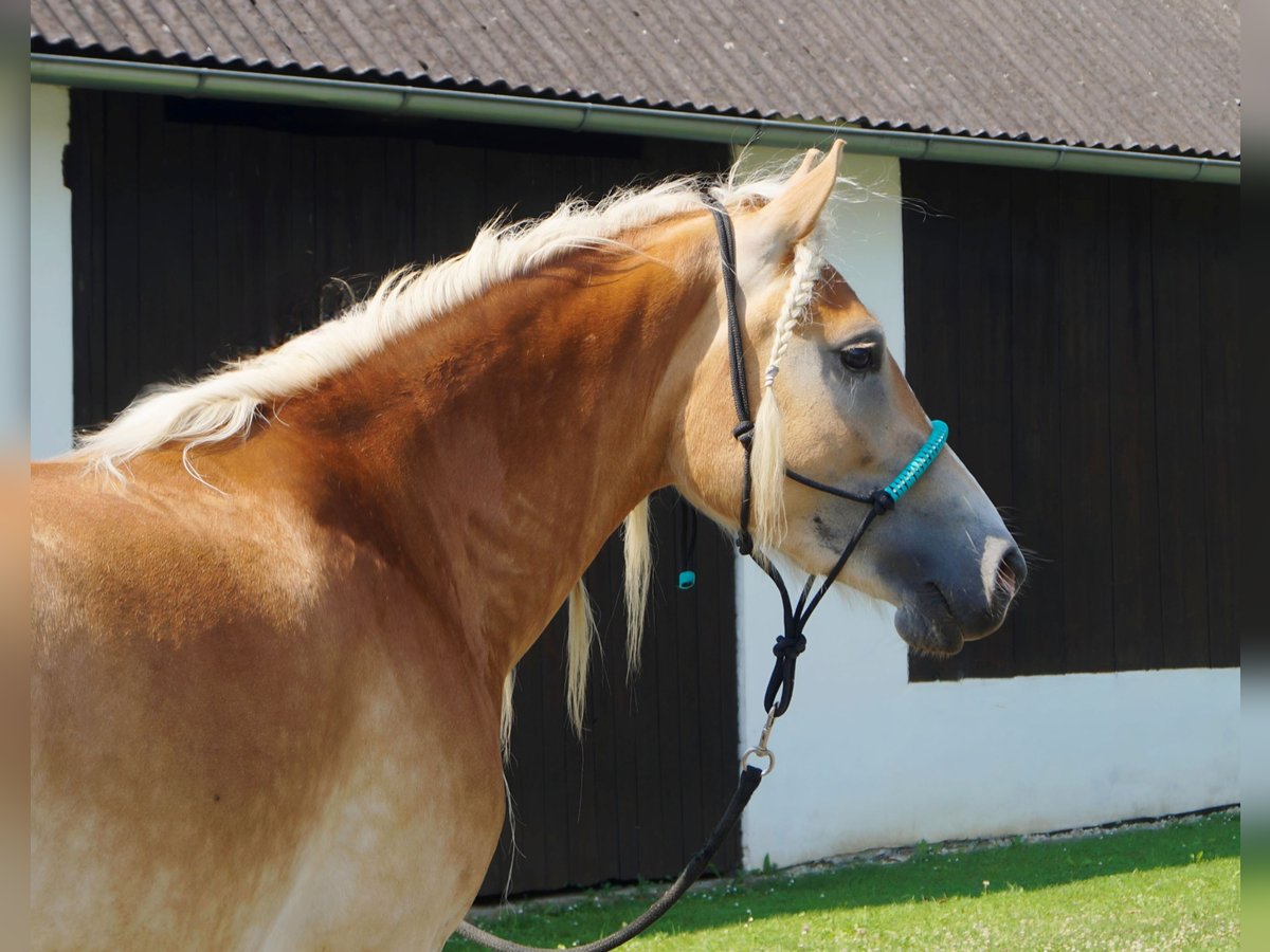 Hafliger Klacz 3 lat 149 cm Bułana in Gerersdorf bei Güssing