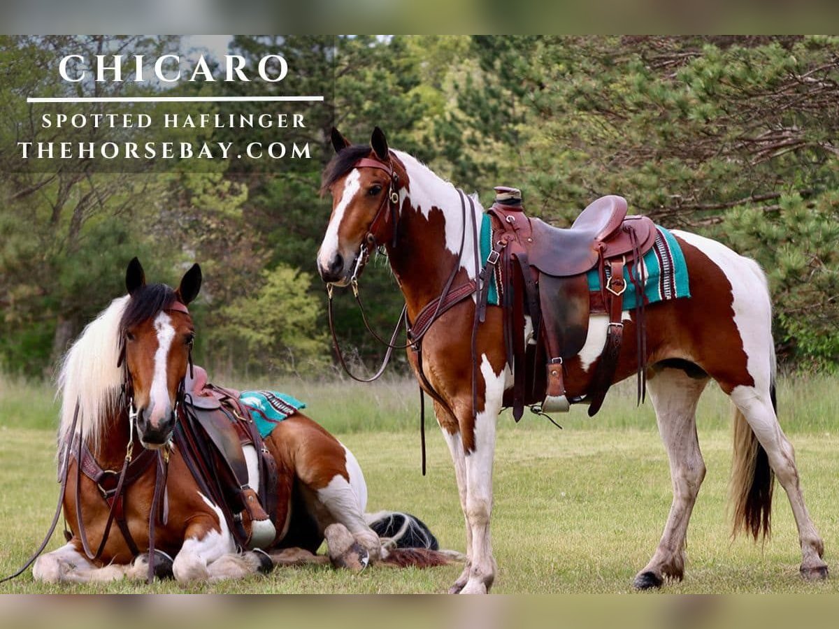 Hafliger Mix Klacz 3 lat 150 cm Gniada in Hesperia, MI