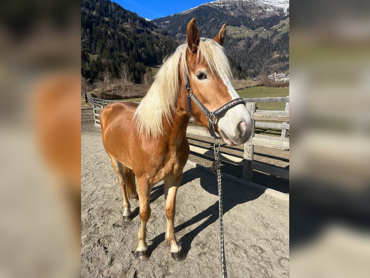 Hafliger Klacz 3 lat 150 cm in St.Leonhard in Passeier