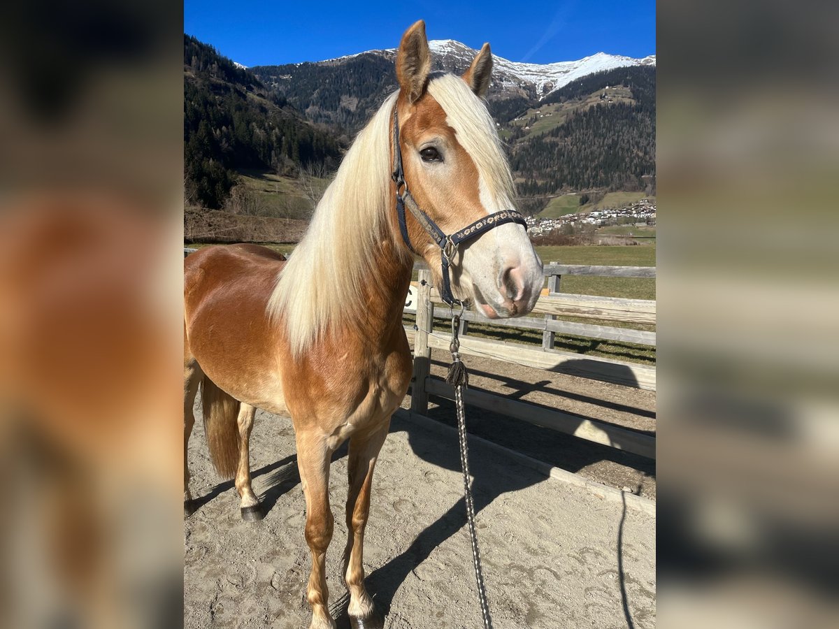 Hafliger Klacz 3 lat 153 cm in St.Leonhard in Passeier