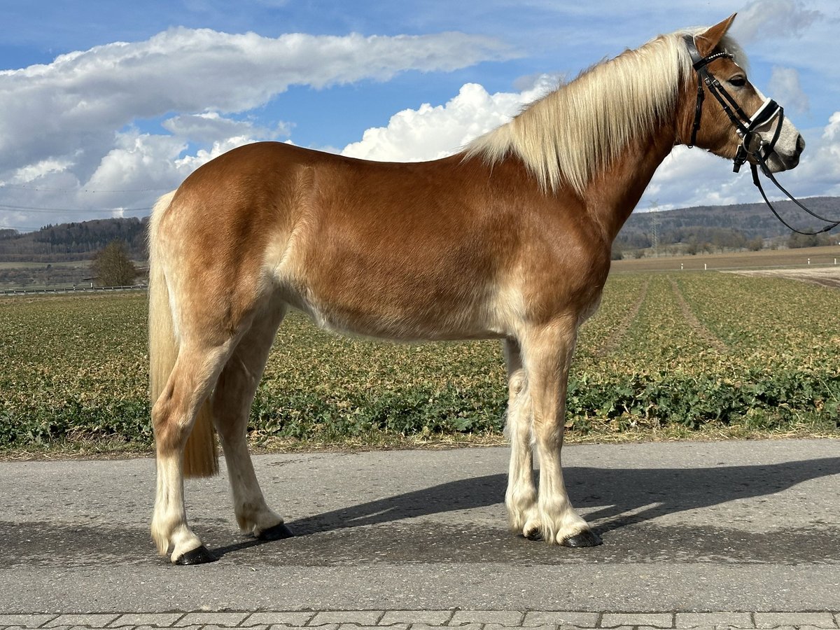 Hafliger Klacz 4 lat 149 cm Kasztanowata in Riedlingen