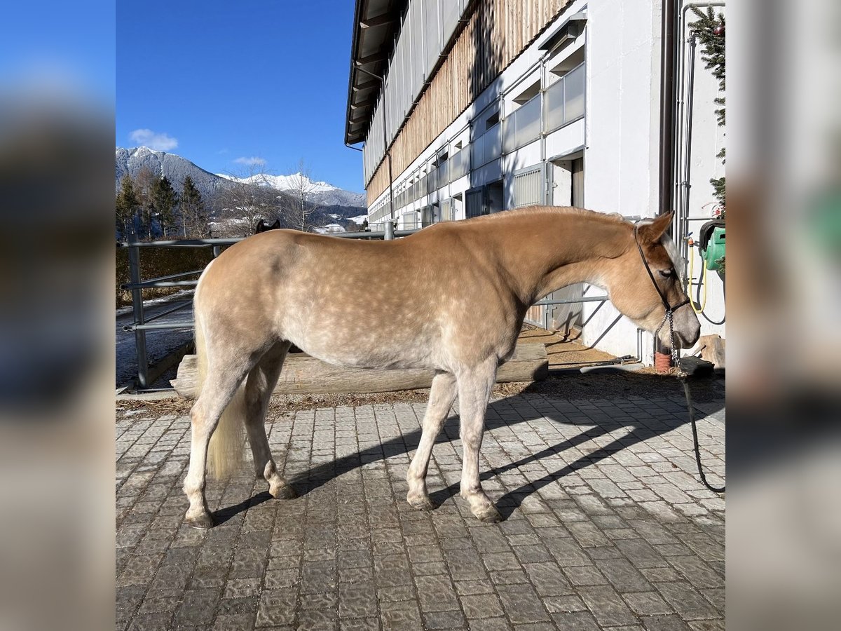 Hafliger Klacz 4 lat 149 cm in Brixen