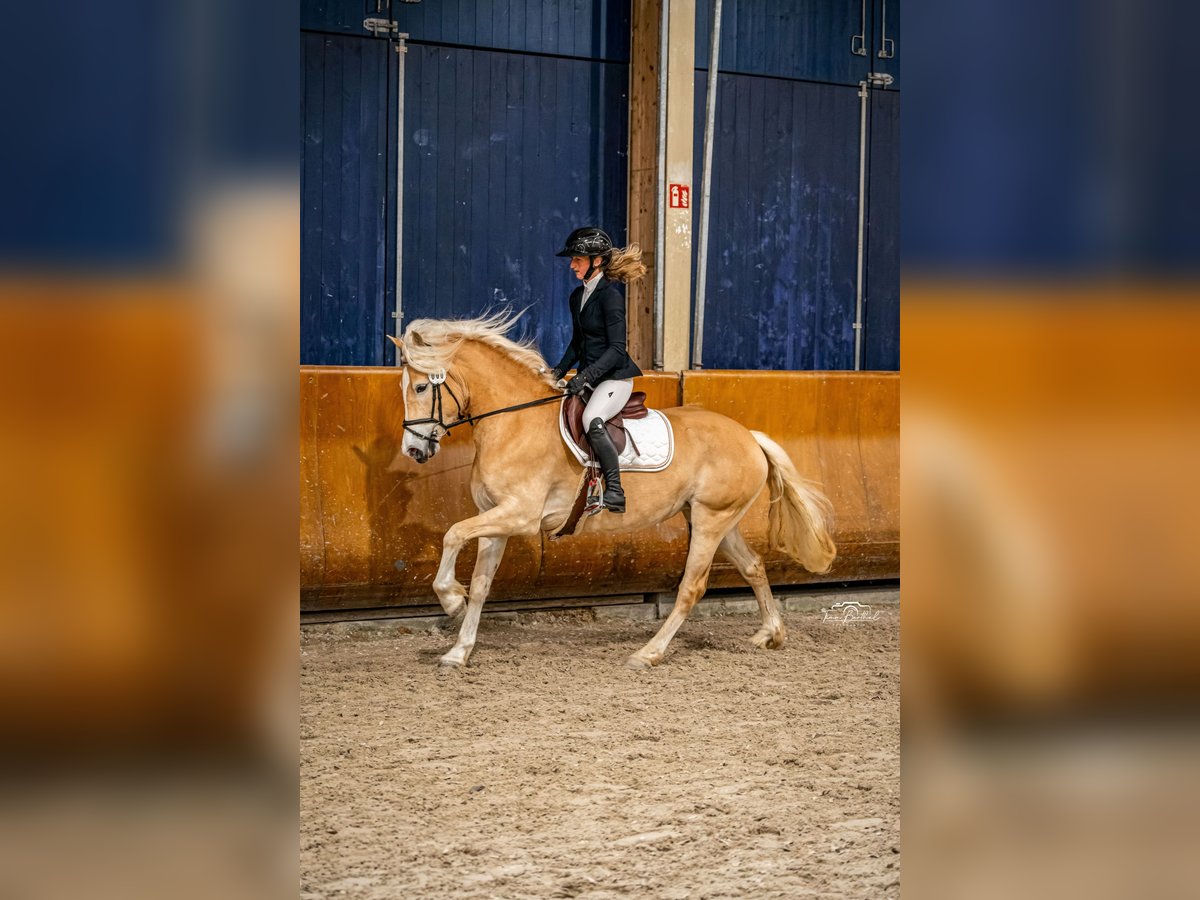 Hafliger Klacz 4 lat 150 cm Kasztanowata in Simmerath