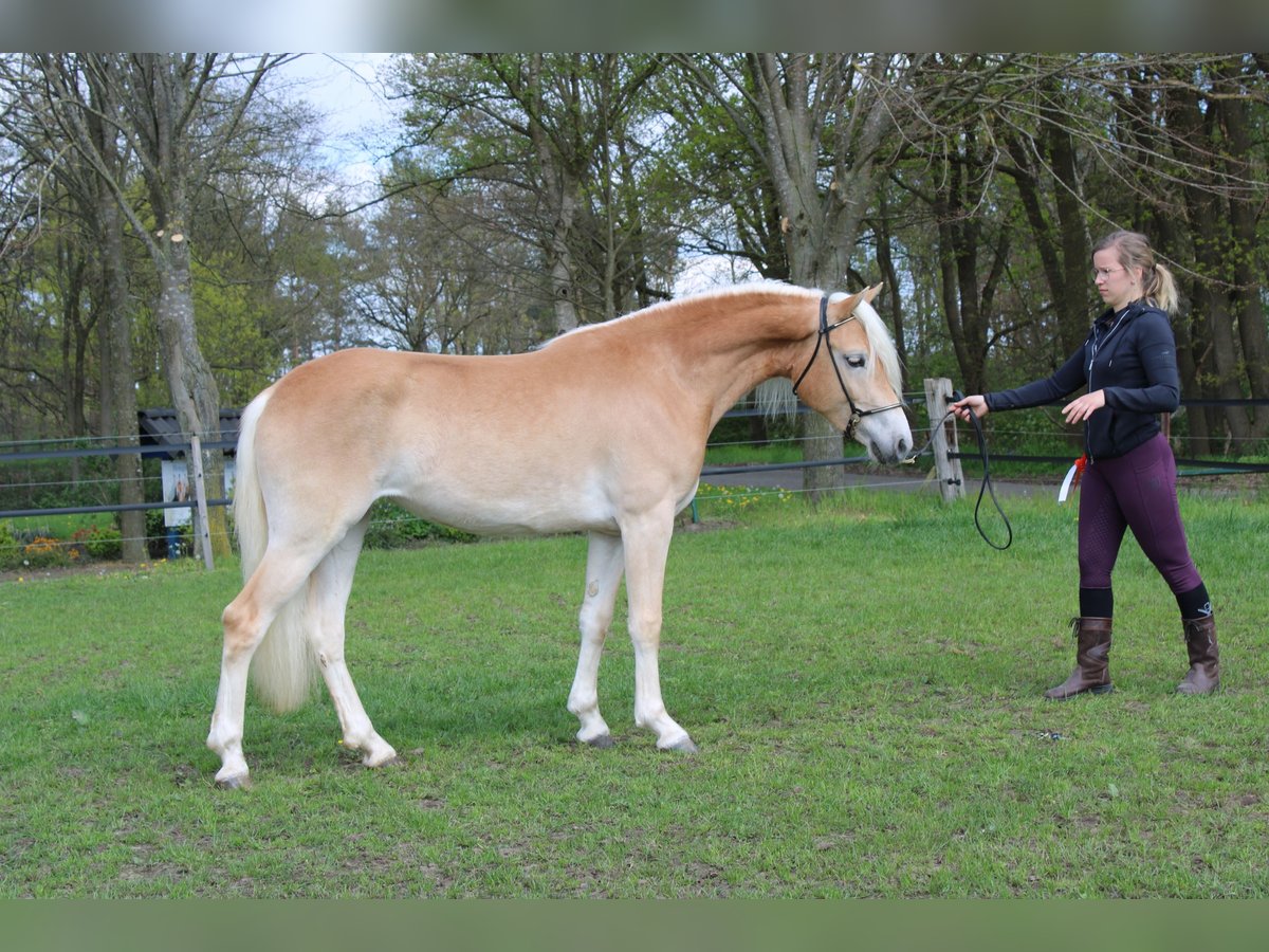 Hafliger Klacz 4 lat 150 cm in Arcen
