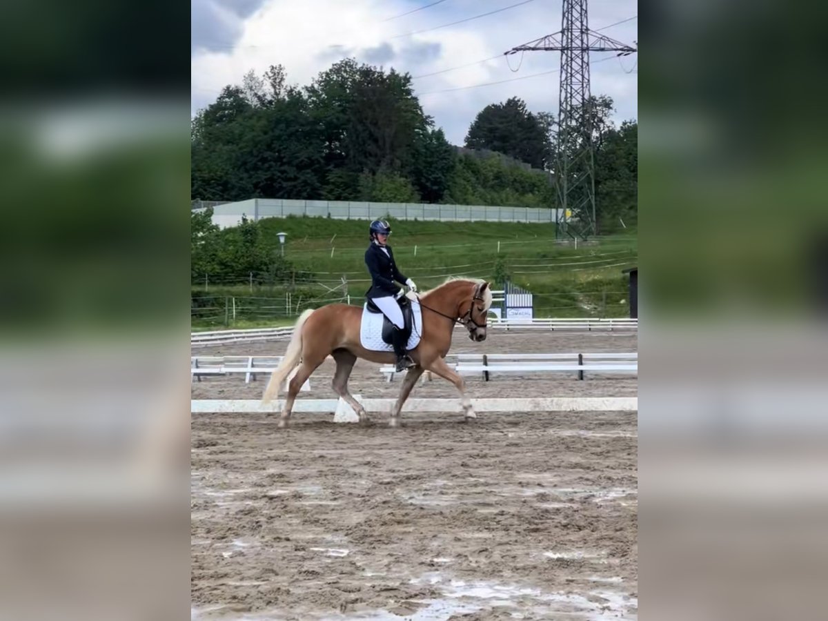 Hafliger Klacz 5 lat 148 cm Kasztanowata in Saalfelden