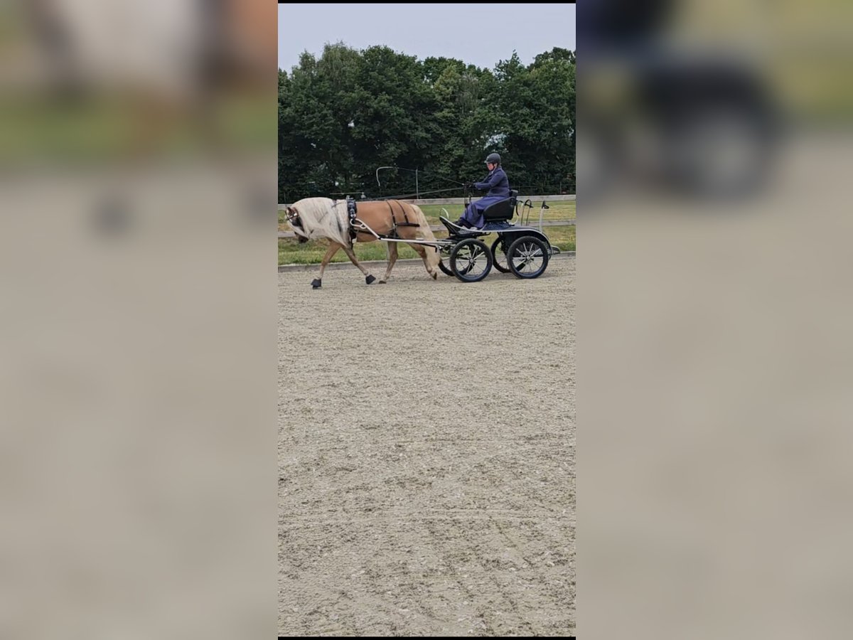 Hafliger Klacz 7 lat 149 cm Kasztanowata in Lunteren Hafliger Klacz 7 lat 149 cm Kasztanowata in Lunteren