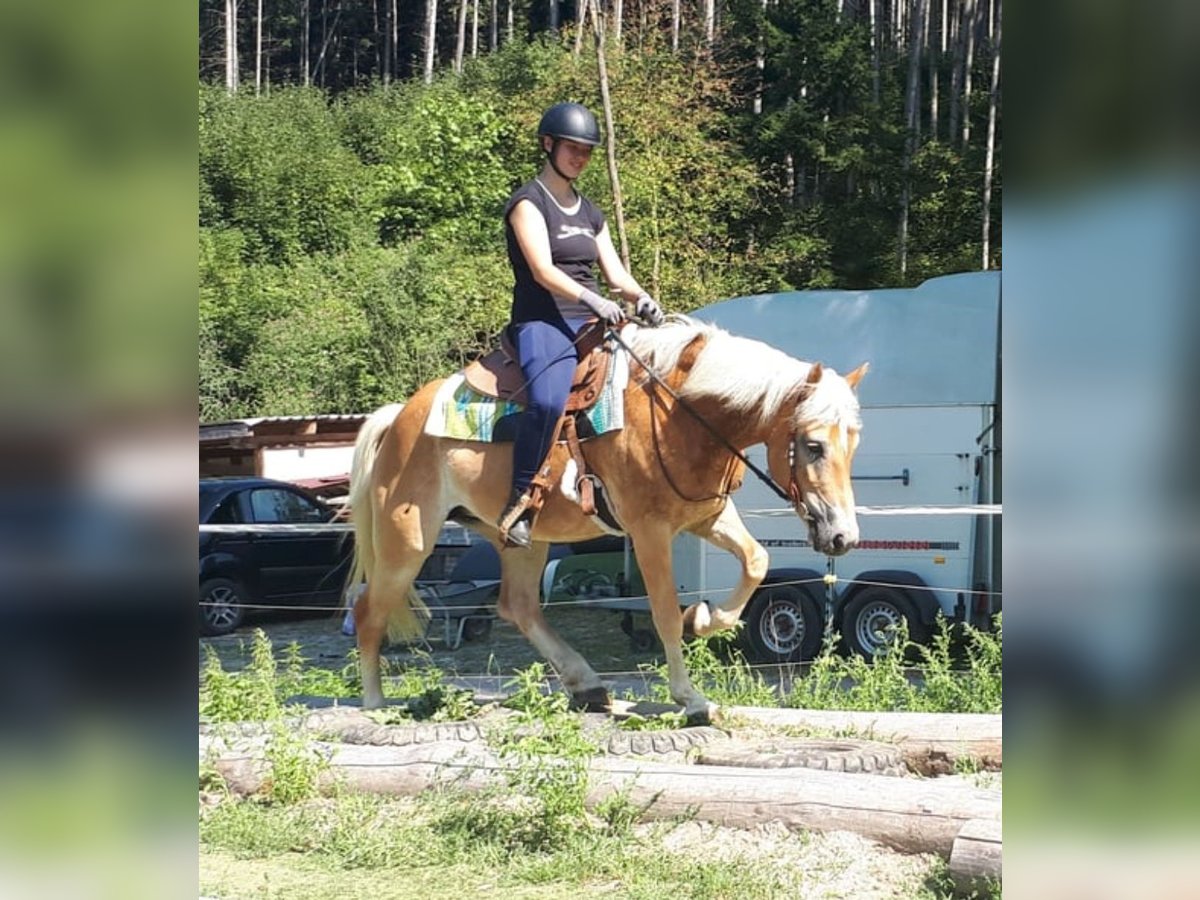 Hafliger Klacz 7 lat 152 cm Kasztanowata in Bayerbach