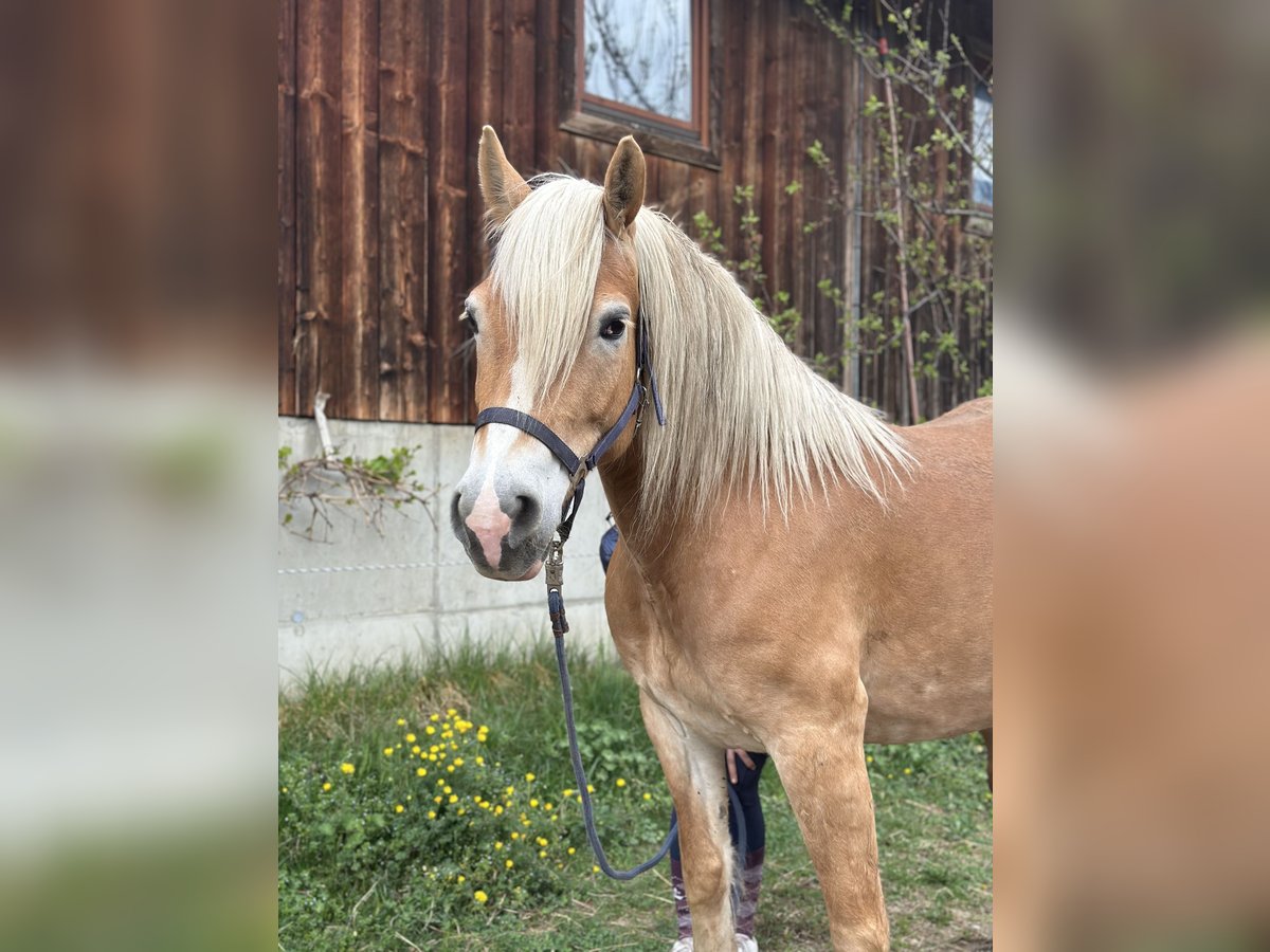 Hafliger Klacz 7 lat in Penk
