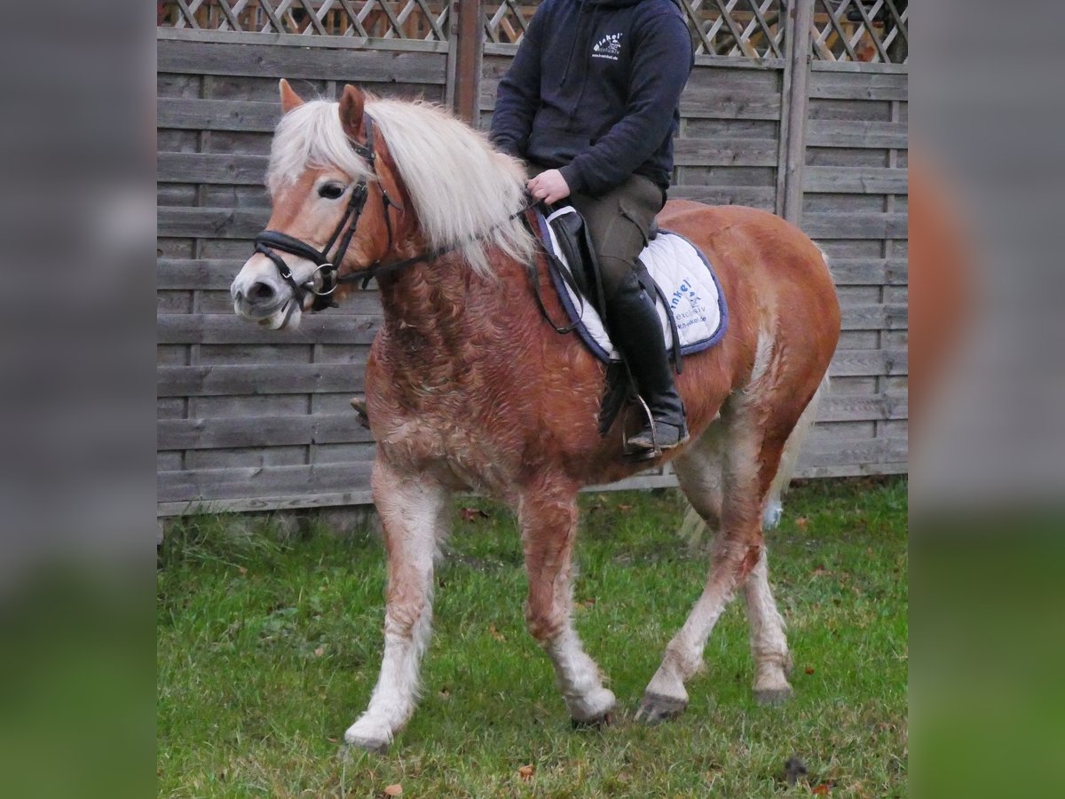 Hafliger Klacz 8 lat 142 cm in Dorsten