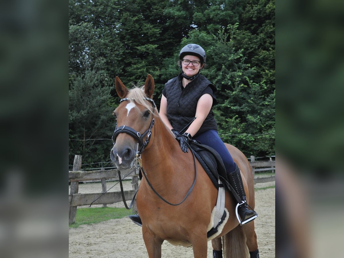 Hafliger Mix Klacz 8 lat 148 cm Kasztanowata in Bottrop