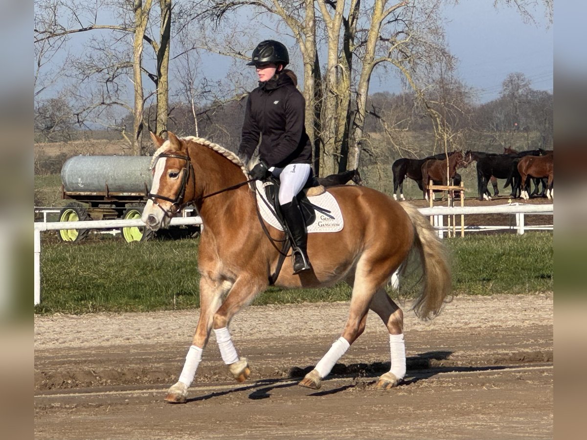 Hafliger Klacz 9 lat 144 cm Kasztanowata in Ganschow