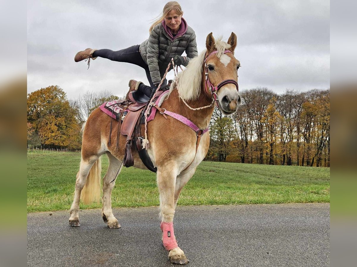 Hafliger Klacz 9 lat 150 cm Kasztanowata in Linkenbach