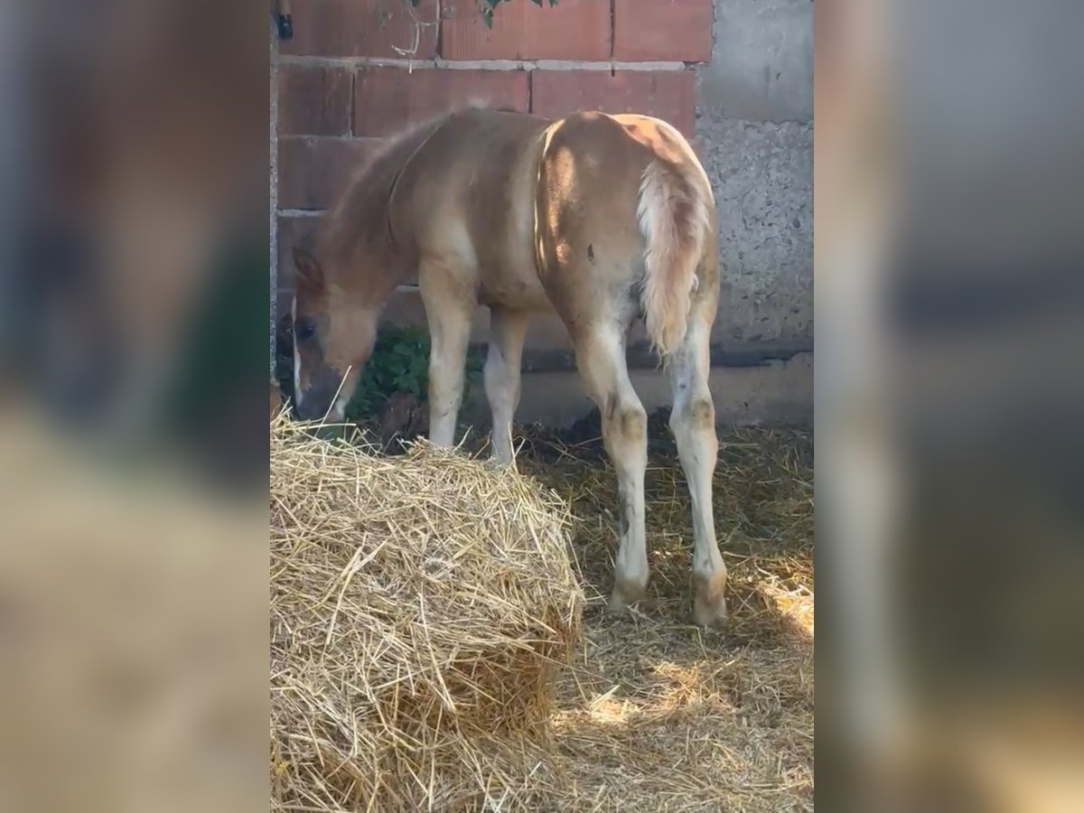 Hafliger Mix Klacz  148 cm Kasztanowata in Rechnitz