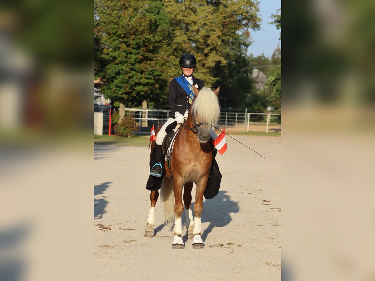 Hafliger Ogier 13 lat 150 cm Kasztanowata in St.Georgen an der Leys