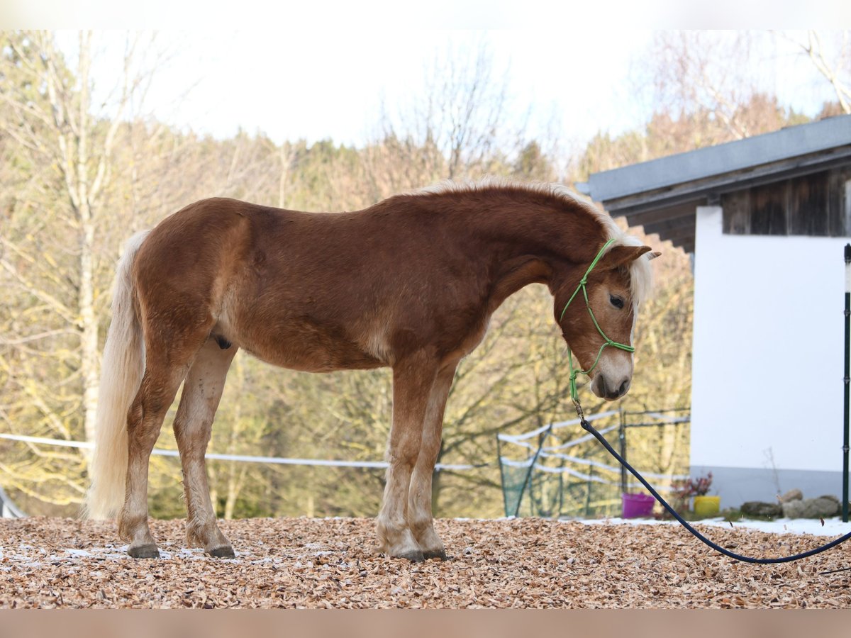 Hafliger Ogier 2 lat 148 cm in Langschlag